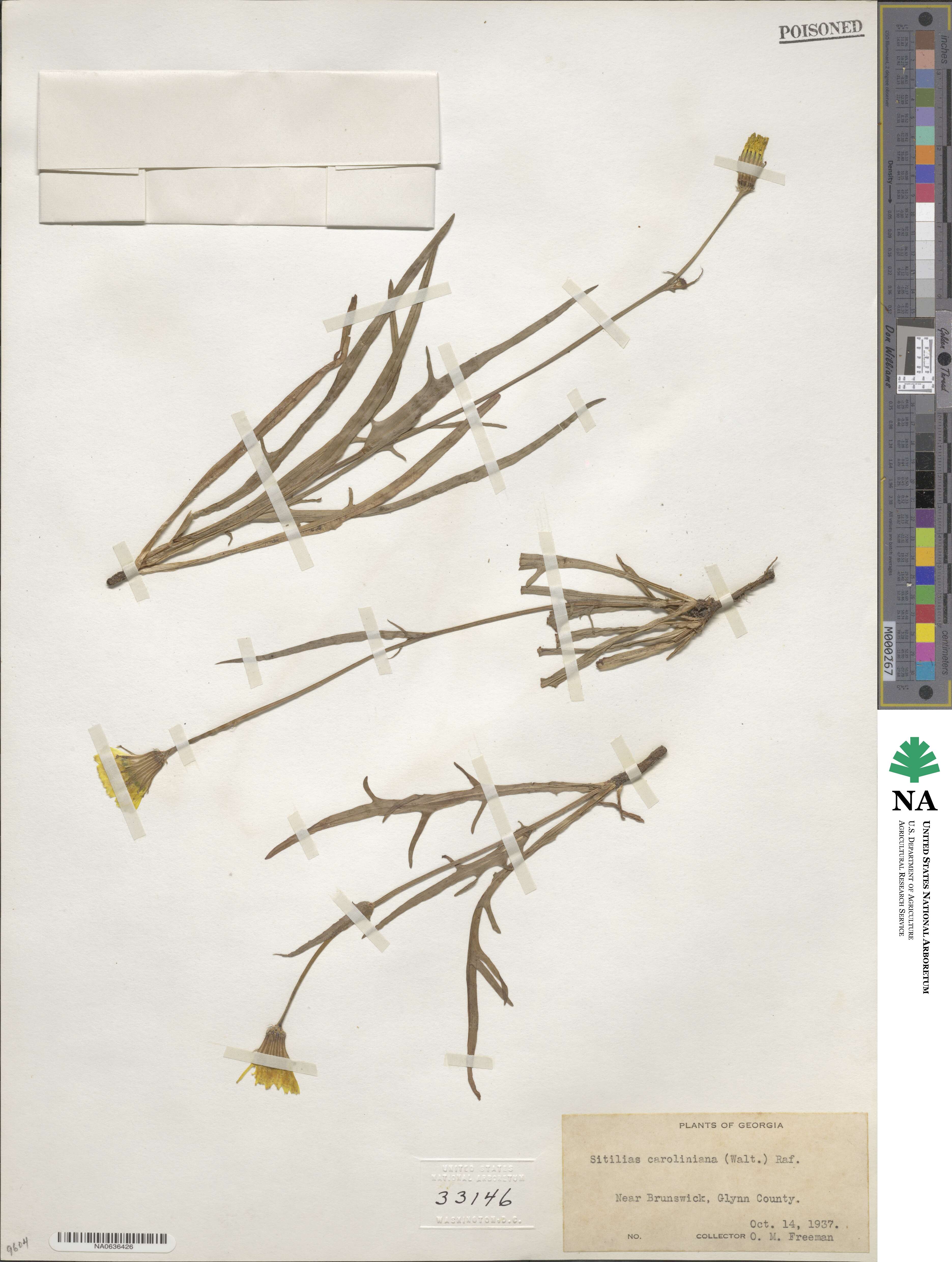 Pyrrhopappus carolinianus image