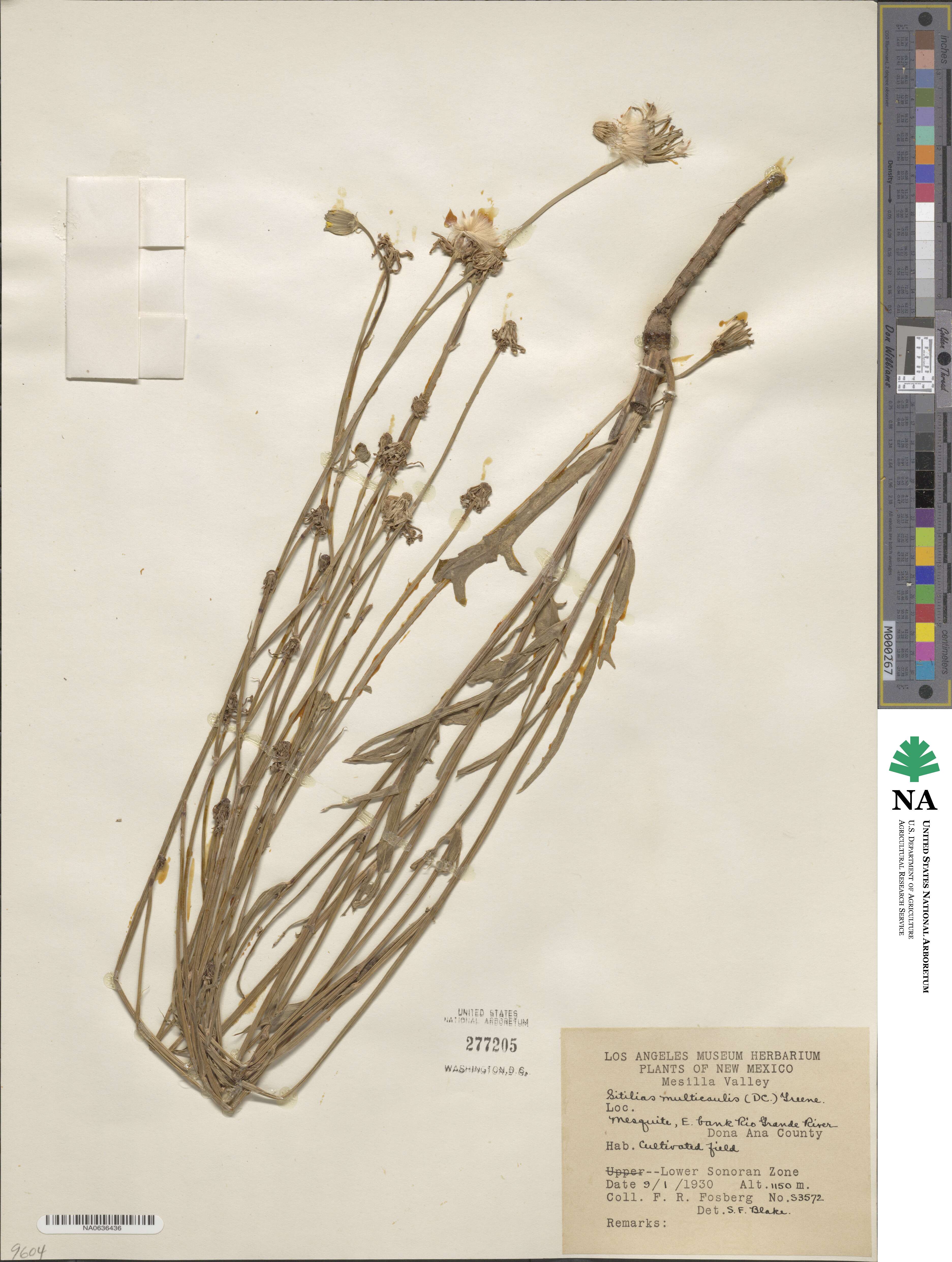 Pyrrhopappus multicaulis image