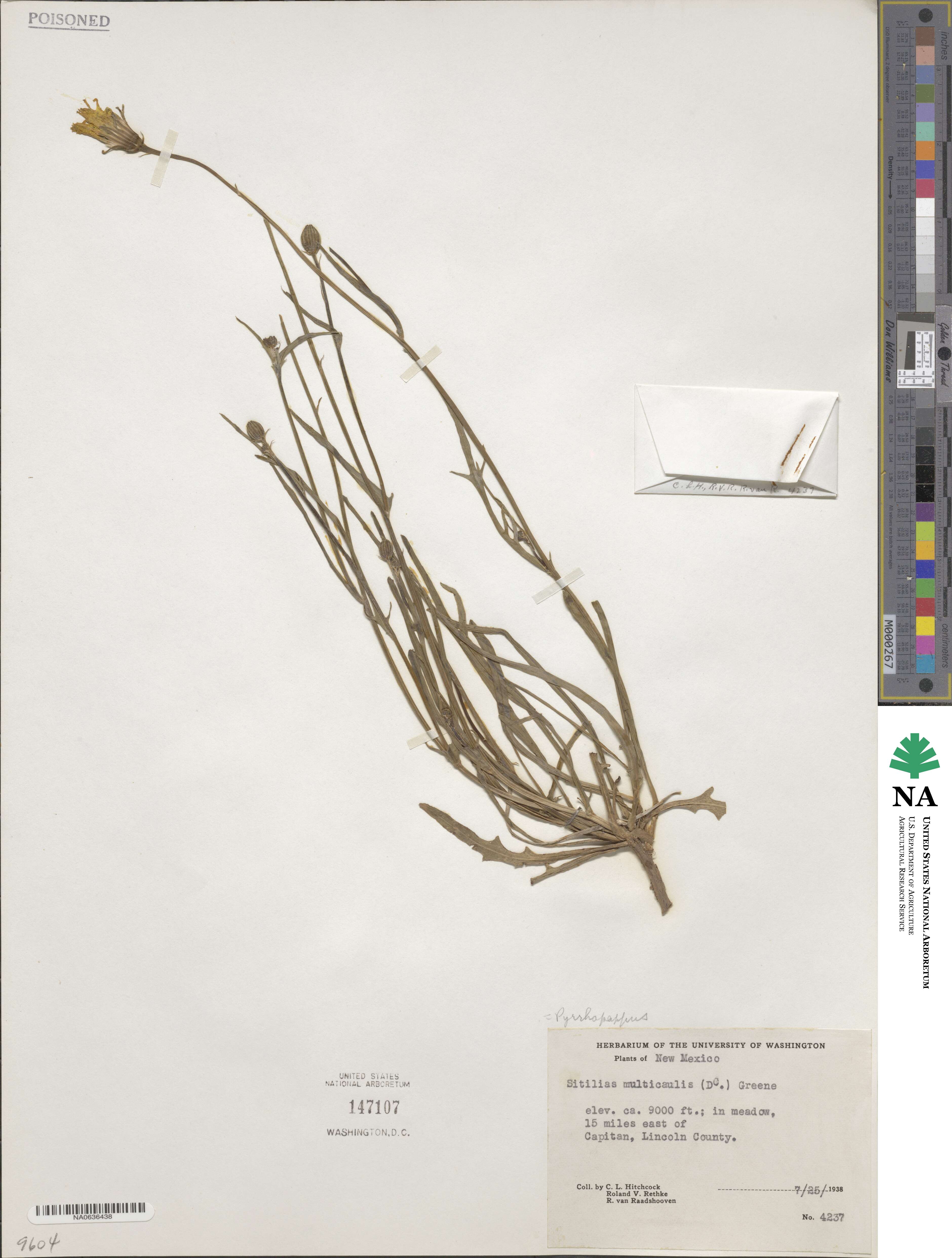 Pyrrhopappus multicaulis image