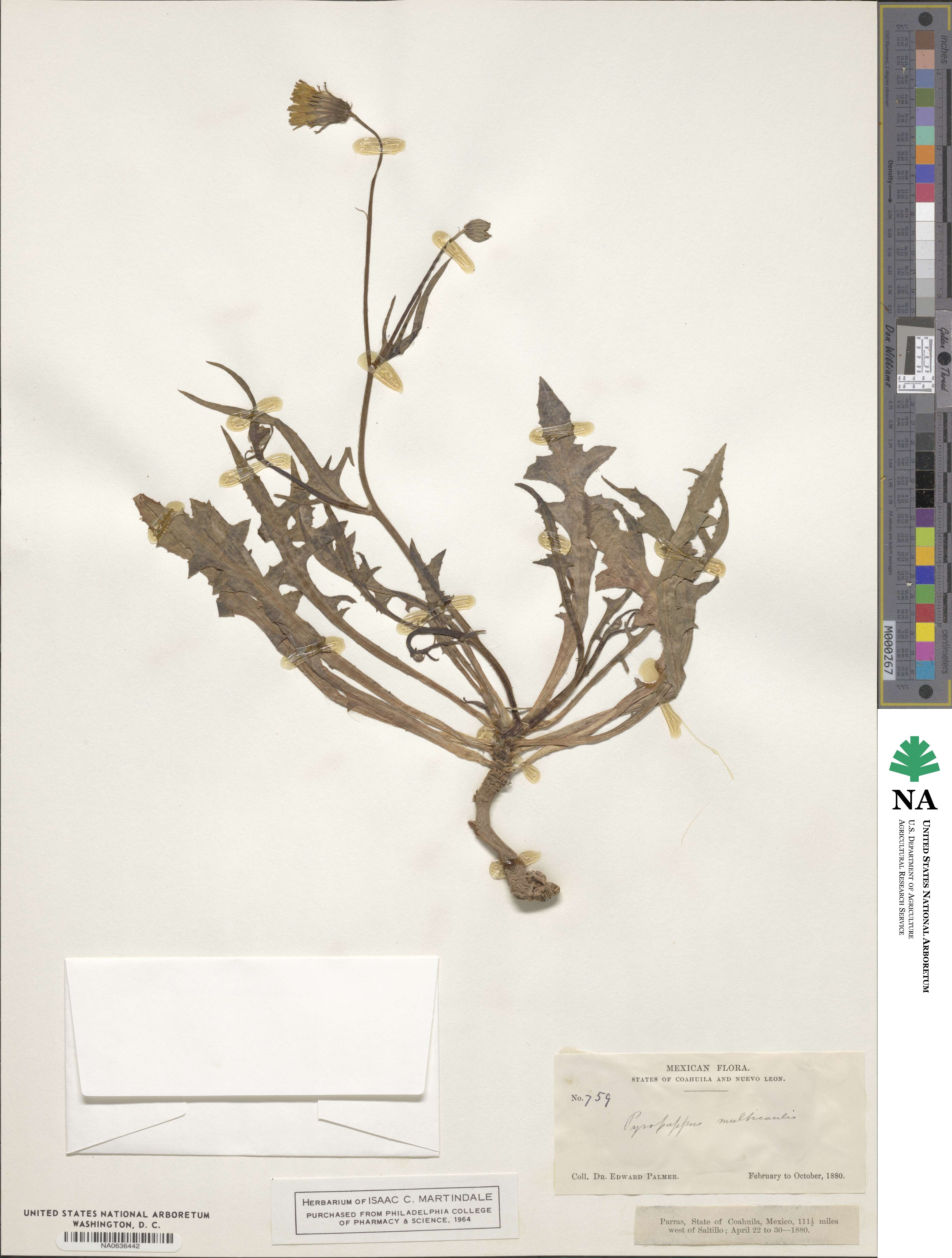 Pyrrhopappus image