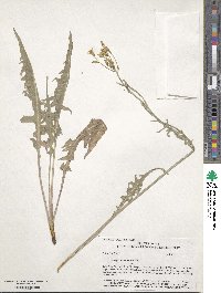 Crepis acuminata image