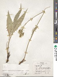 Crepis acuminata image