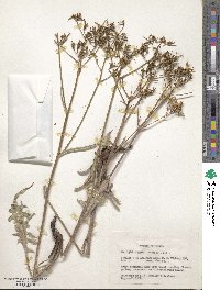 Crepis acuminata image