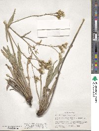 Crepis acuminata image