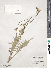 Crepis acuminata image