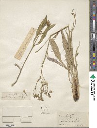 Crepis acuminata image