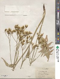 Crepis acuminata image