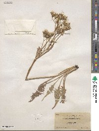 Crepis acuminata image