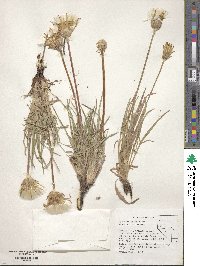 Agoseris grandiflora image