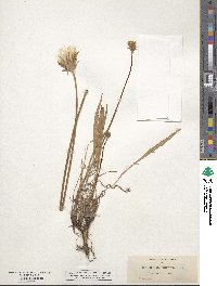 Agoseris grandiflora image