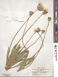 Agoseris grandiflora image