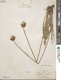 Agoseris grandiflora image