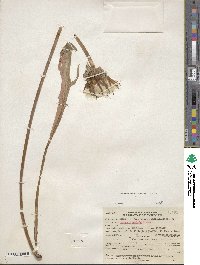 Agoseris grandiflora image