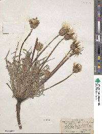 Agoseris grandiflora image