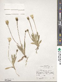 Agoseris heterophylla image