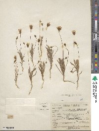 Agoseris heterophylla image