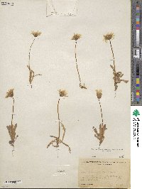 Agoseris heterophylla image