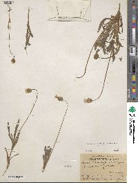 Agoseris heterophylla image