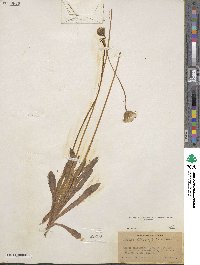 Agoseris heterophylla image