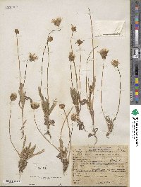 Agoseris heterophylla image