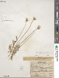 Agoseris heterophylla image