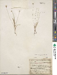 Agoseris heterophylla image