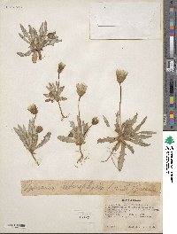 Agoseris heterophylla image