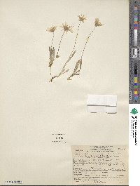 Agoseris heterophylla image