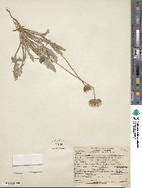 Agoseris heterophylla image