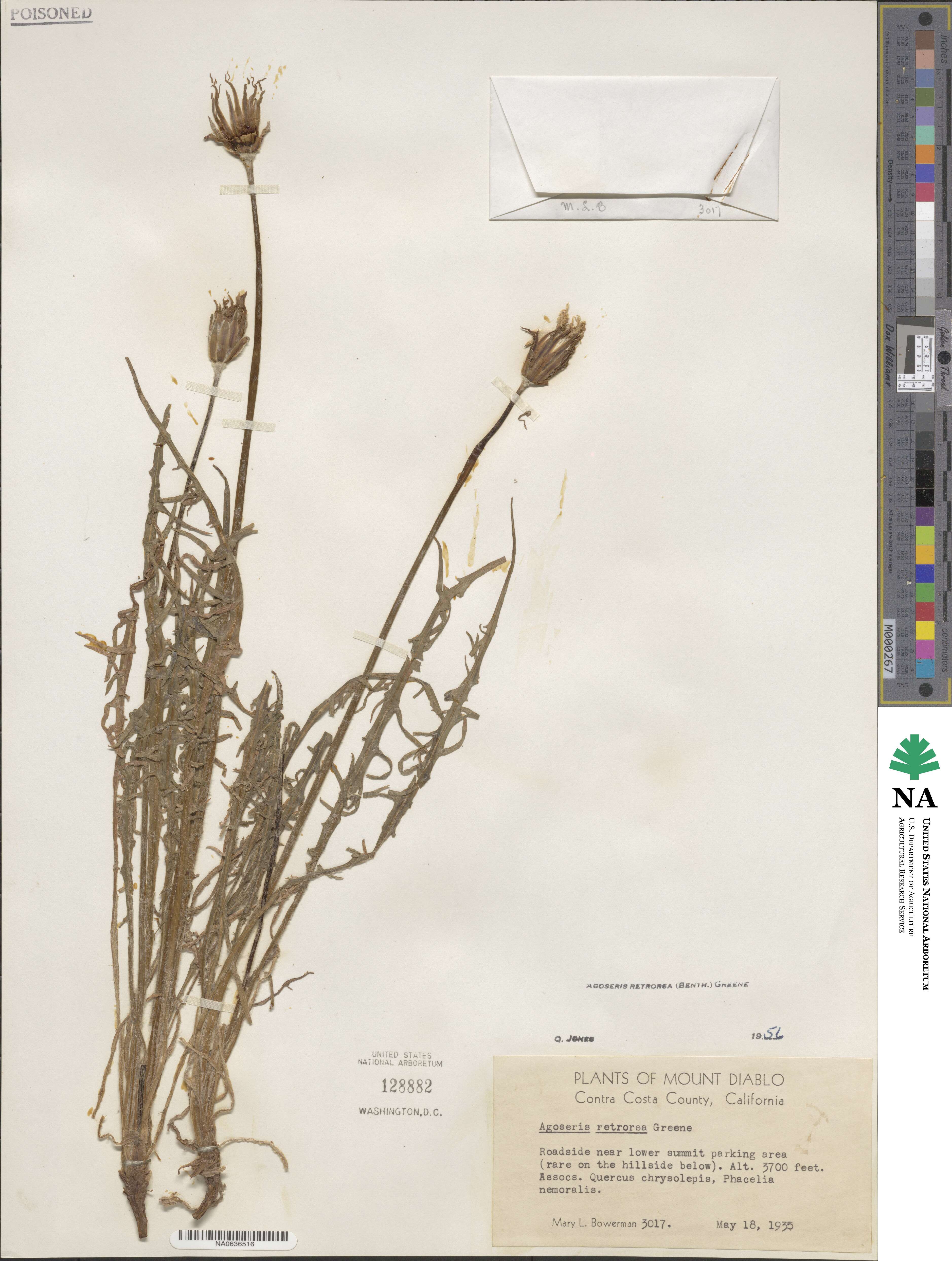 Agoseris retrorsa image