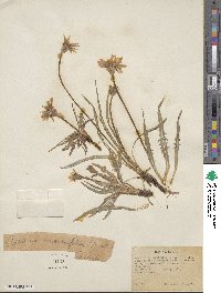 Agoseris taraxacifolia image