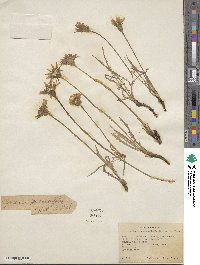 Agoseris taraxacifolia image