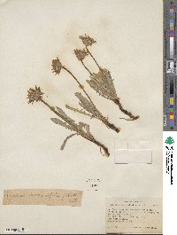 Agoseris taraxacifolia image