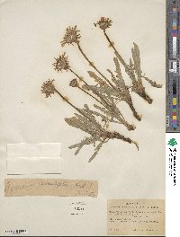 Agoseris taraxacifolia image