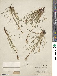 Agoseris aurantiaca var. purpurea image