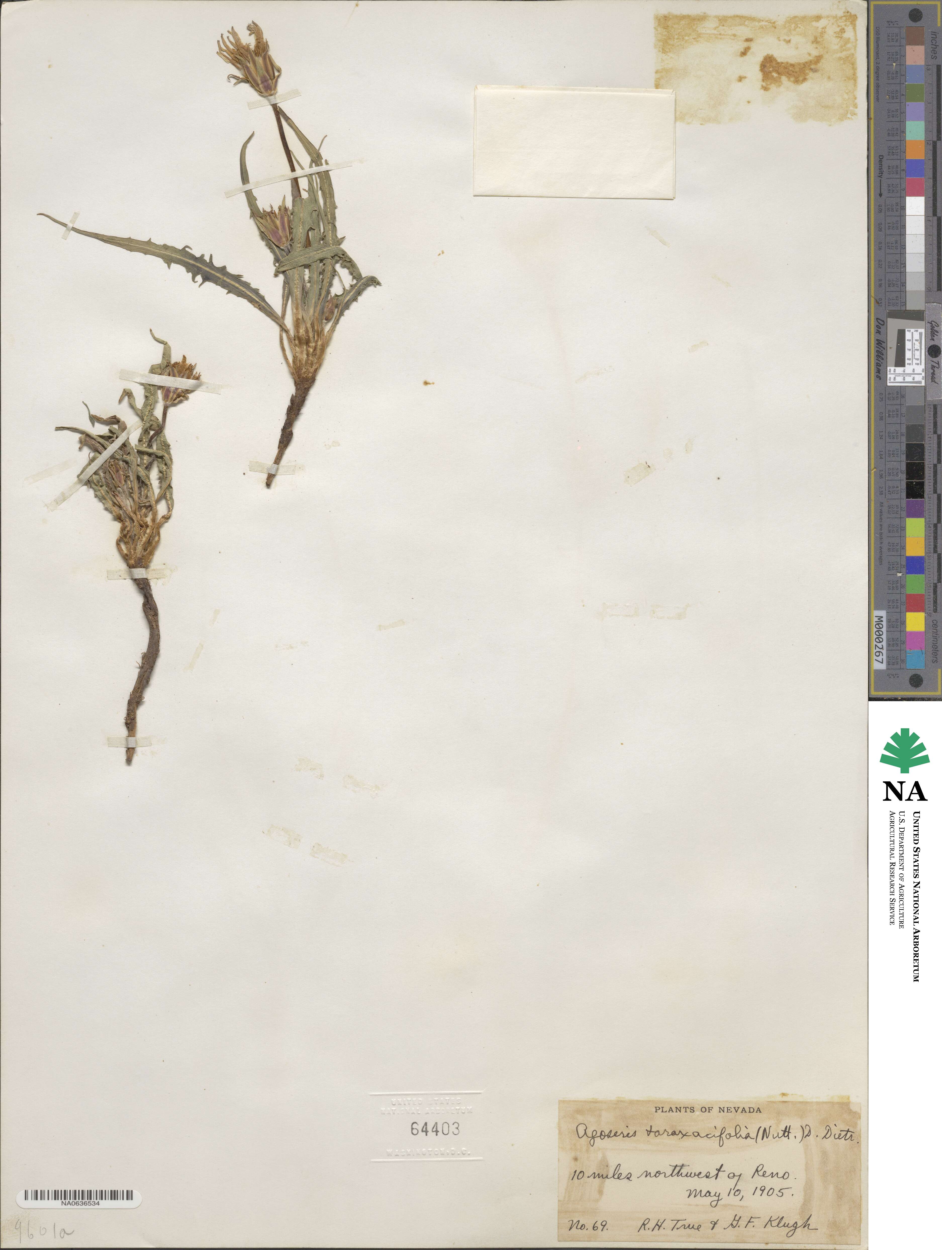 Agoseris taraxacifolia image