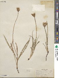 Agoseris taraxacifolia image