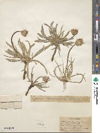 Agoseris taraxacifolia image