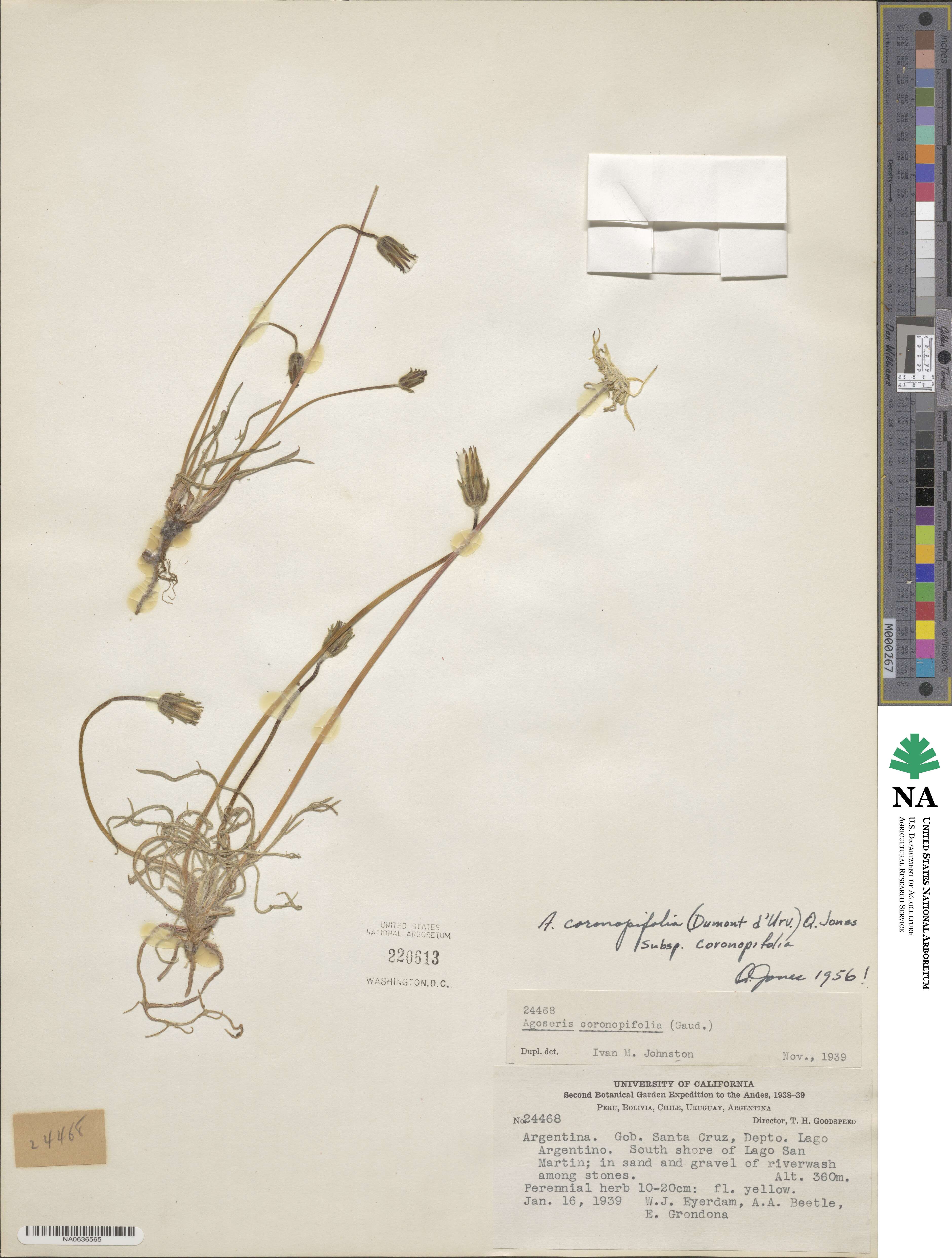 Agoseris coronopifolia image