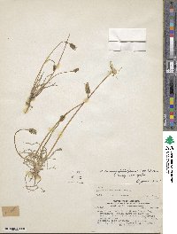 Agoseris coronopifolia image