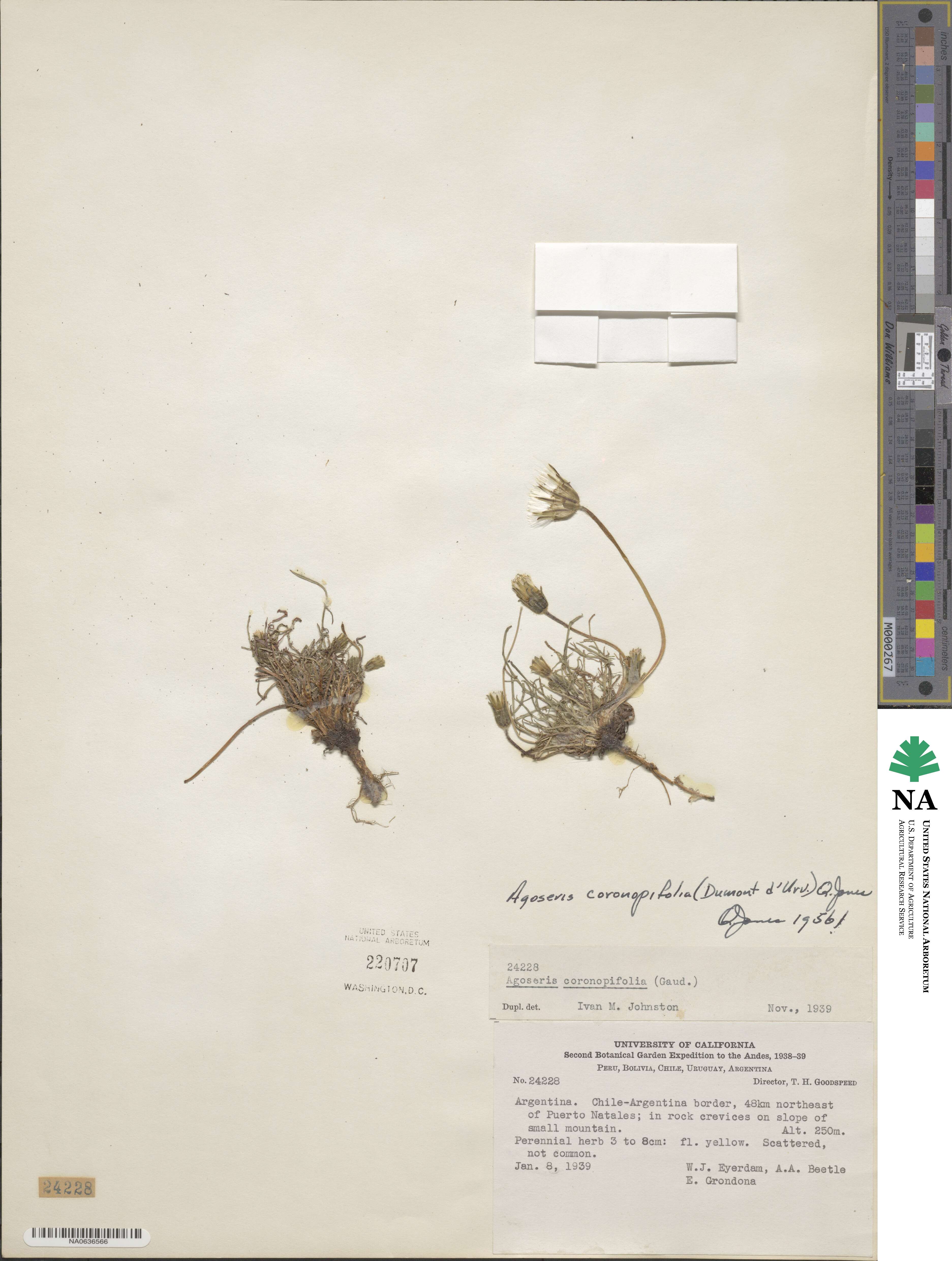 Agoseris coronopifolia image