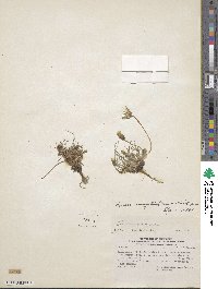 Agoseris coronopifolia image