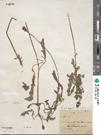 Pyrrhopappus grandiflorus image