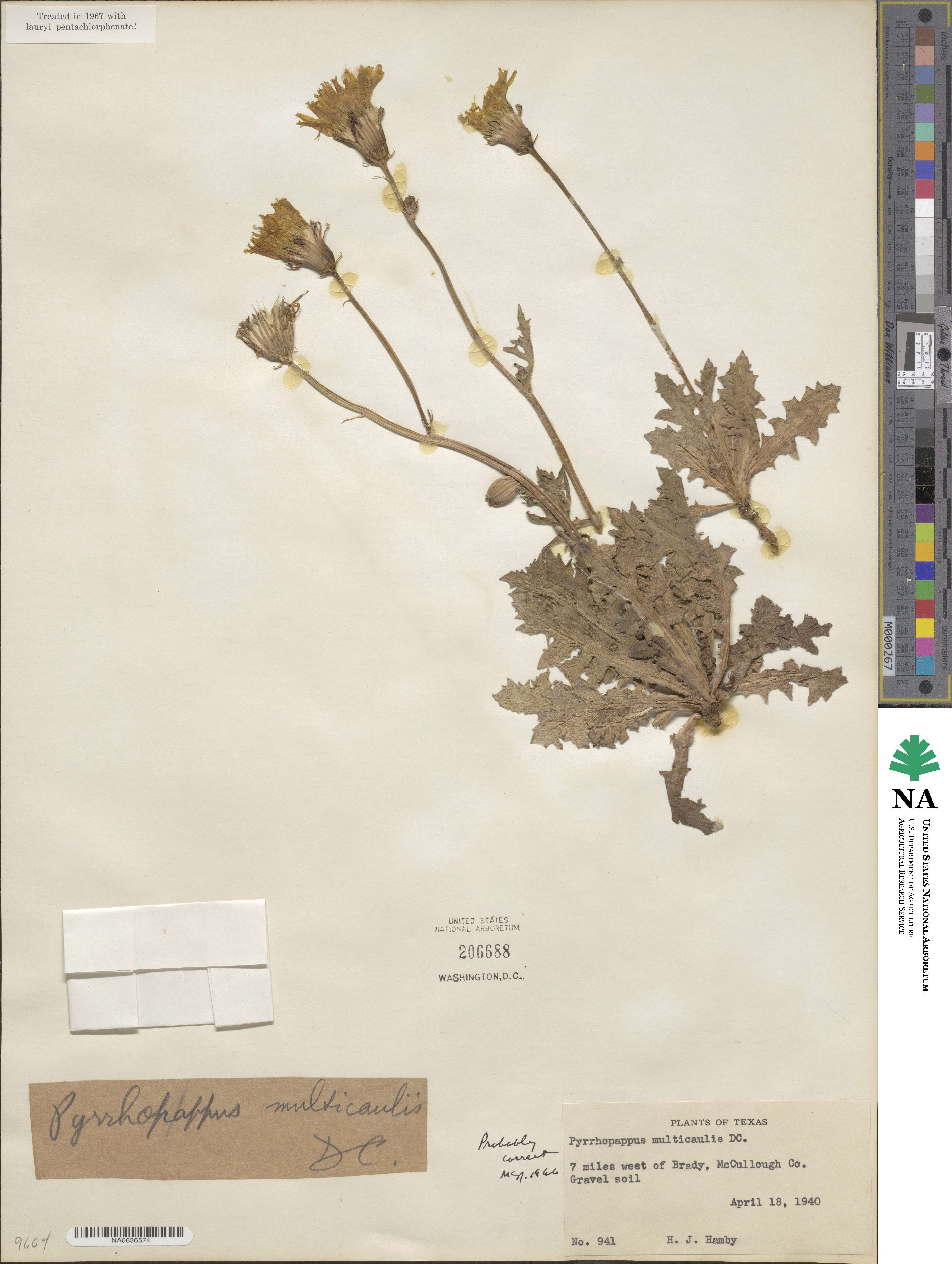 Pyrrhopappus grandiflorus image