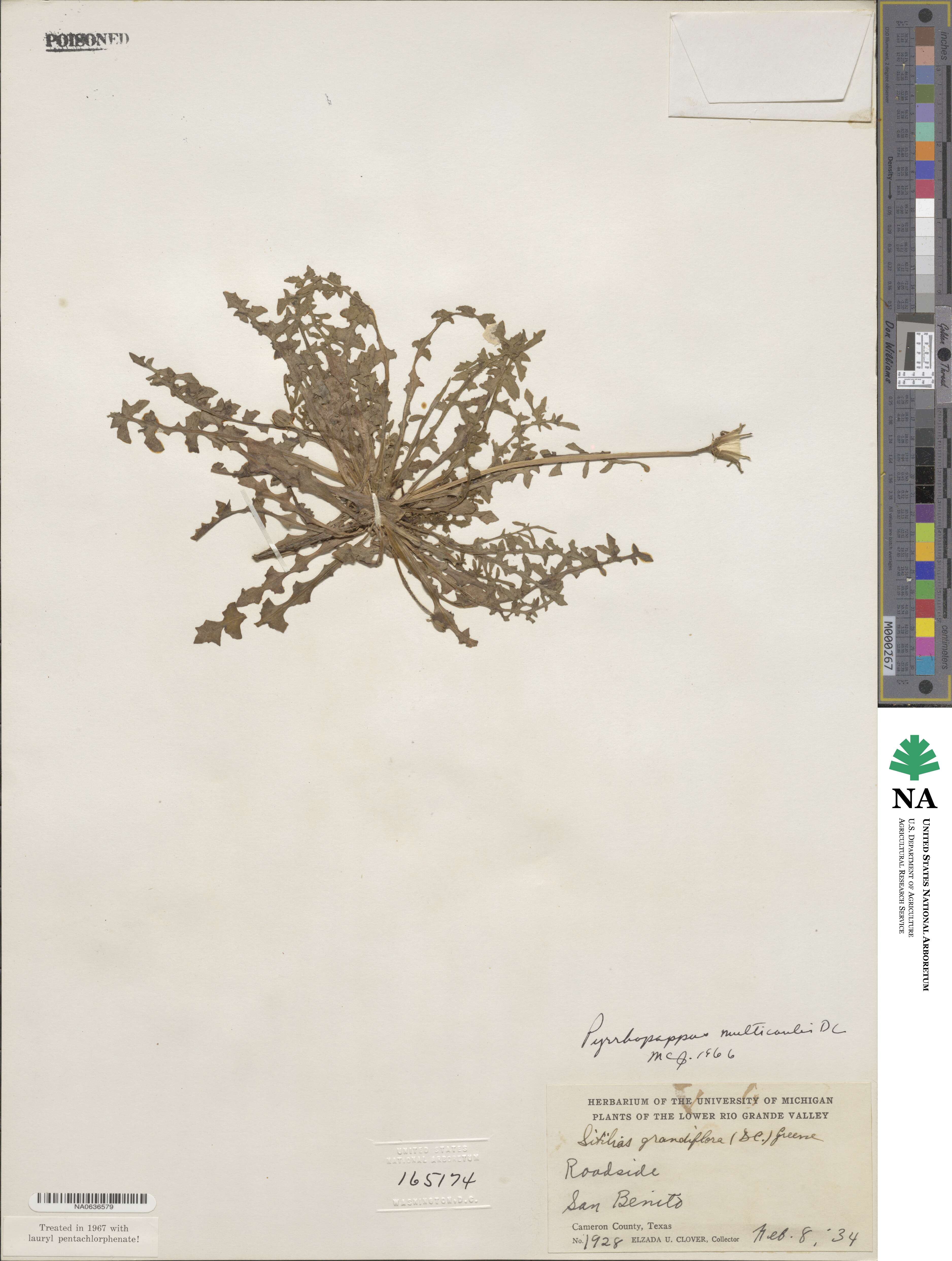 Pyrrhopappus grandiflorus image