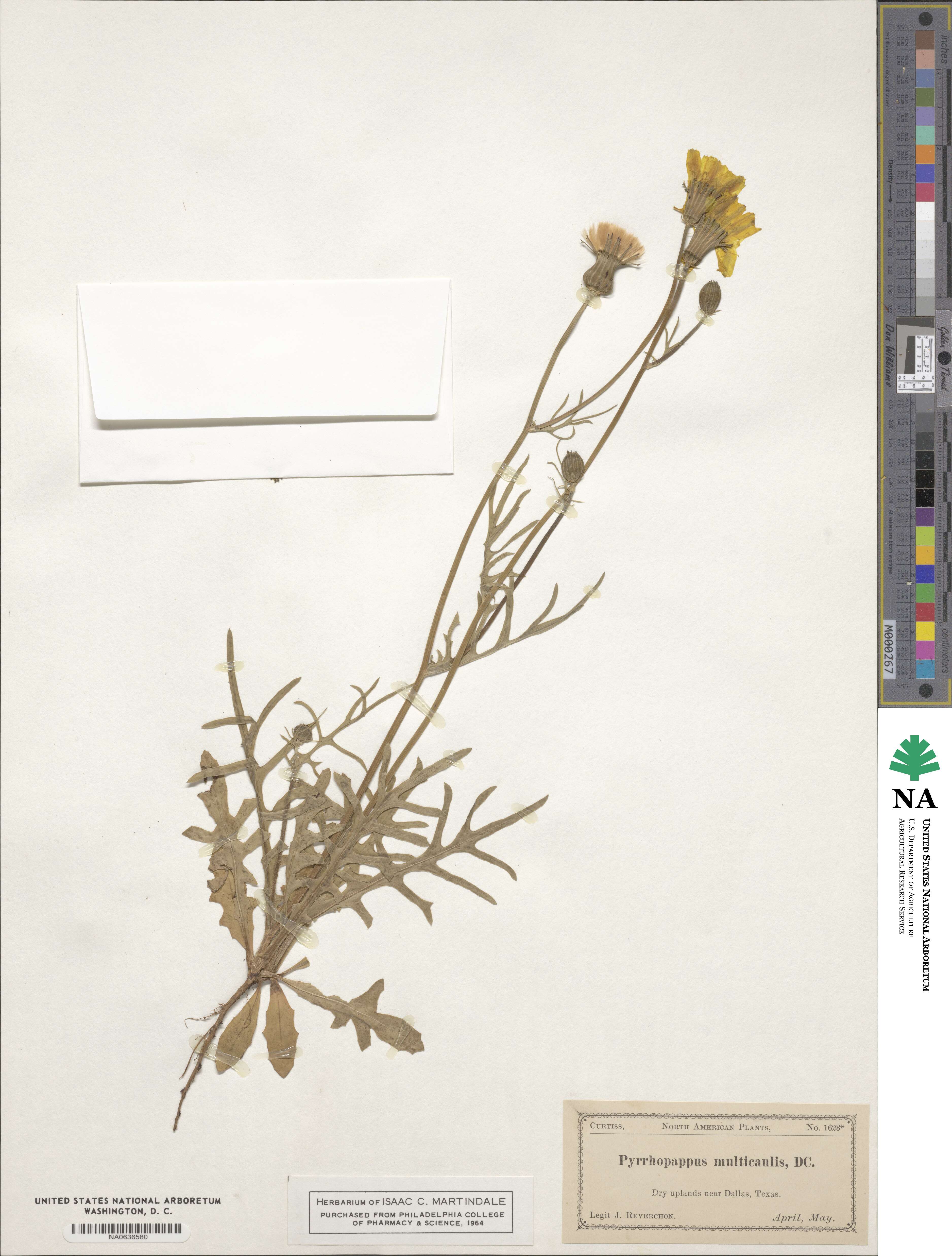 Pyrrhopappus multicaulis image