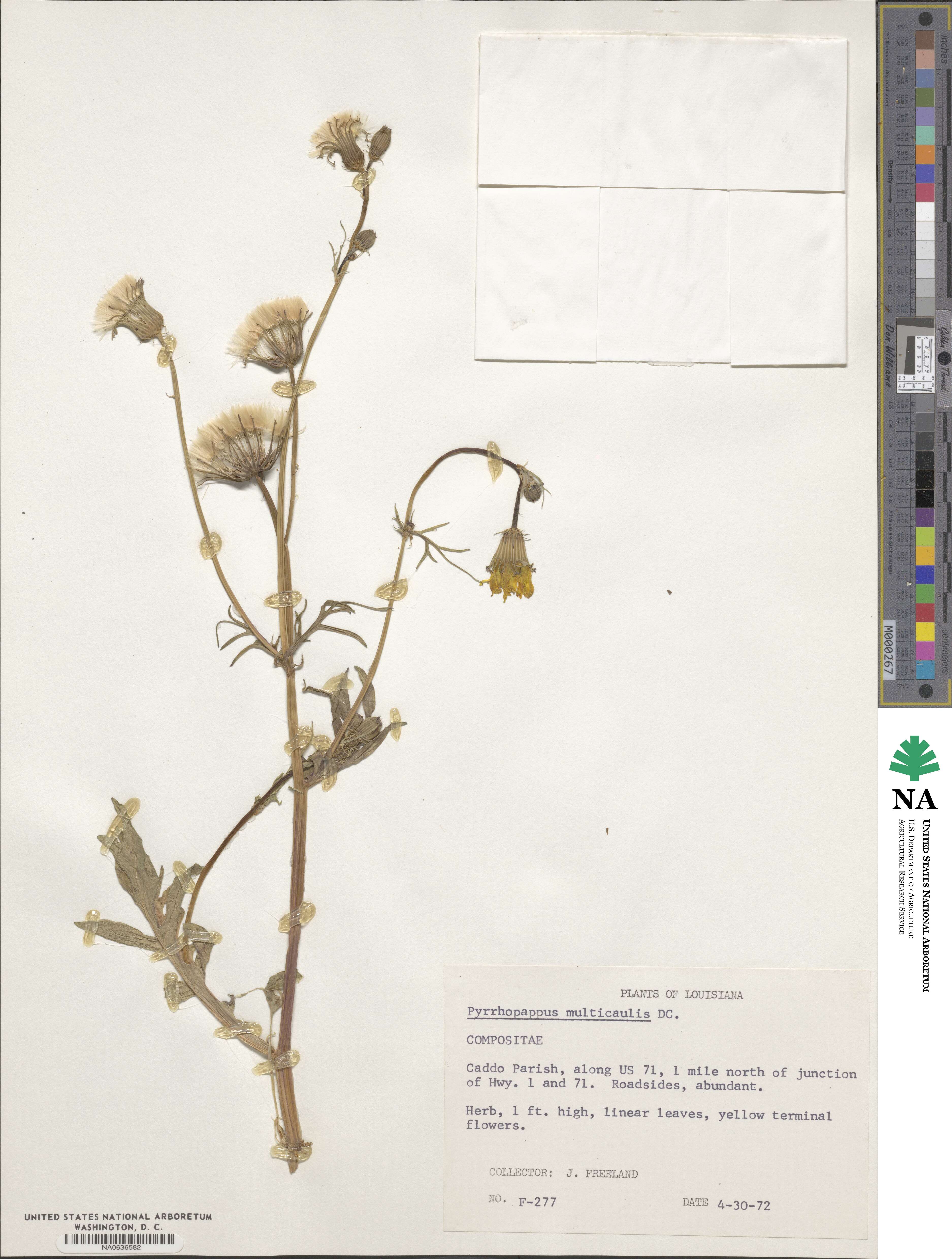 Pyrrhopappus image