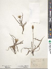 Agoseris parviflora image