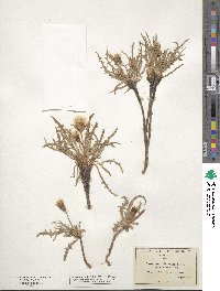 Agoseris parviflora image