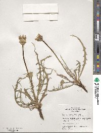 Agoseris parviflora image